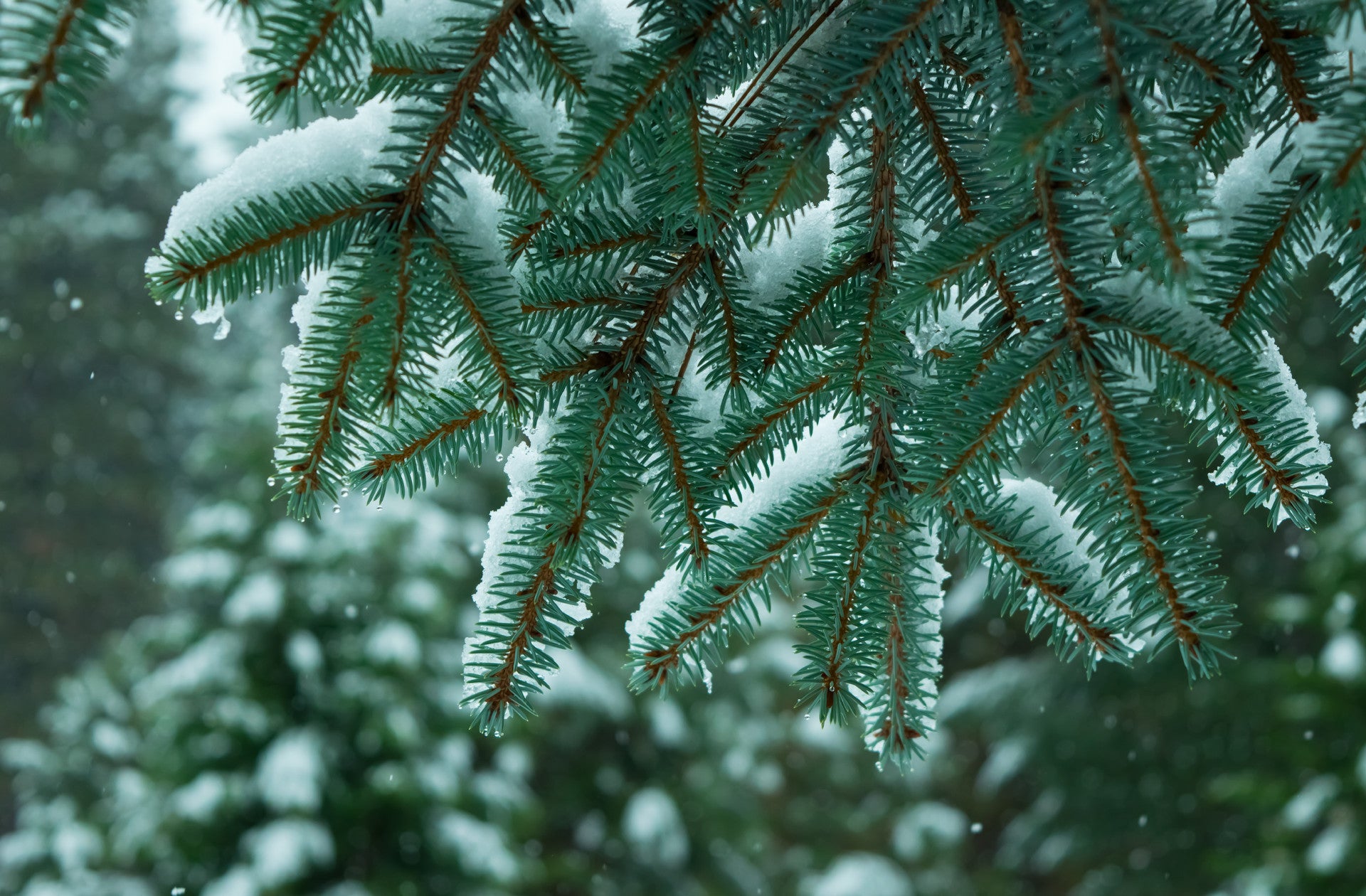 Snowy Branch, Lake Almanor, 2015 - 24x36" print