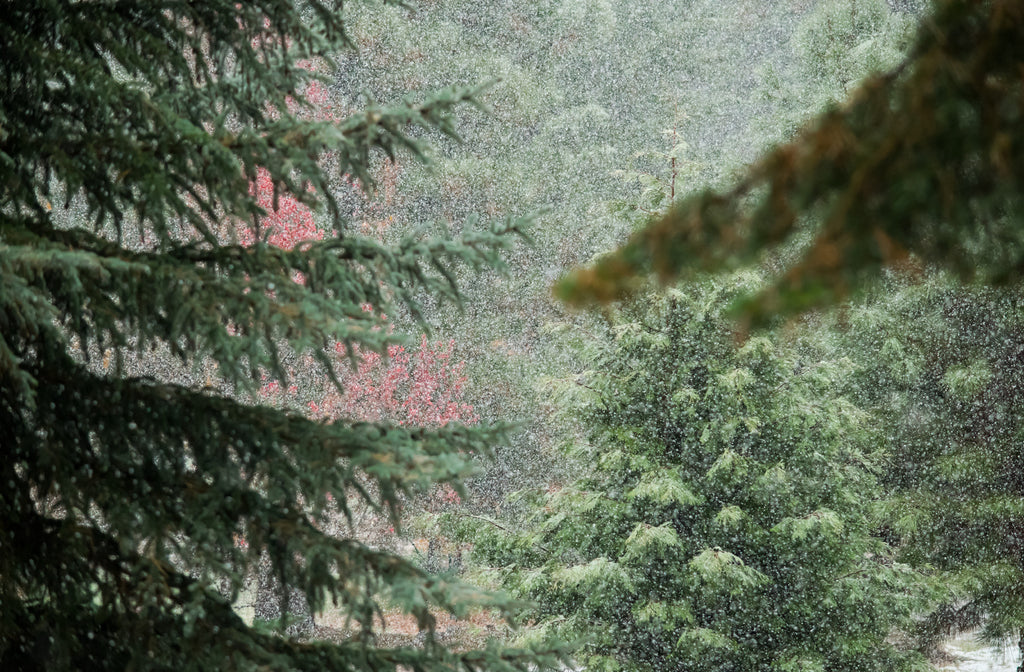 First Snow, Lake Almanor - 24x36" print