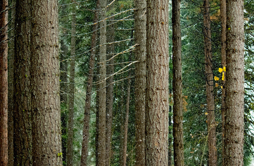 Snowy Trunks, Lake Almanor, 2015 - 24x36" print