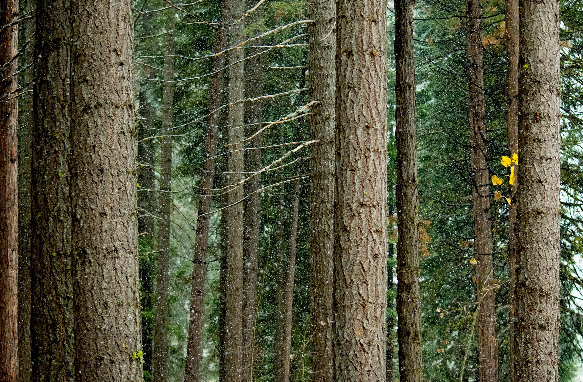 Snowy Trunks, Lake Almanor, 2015 - 24x36" print